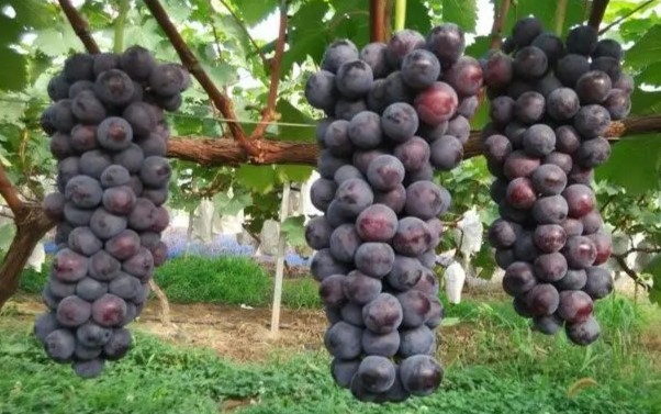 New water-soluble fertilizer for grapes enhances plant growth, and improves yield.