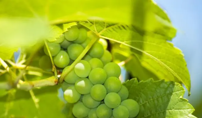 The role of various elements in water -soluble fertilizers in grapes