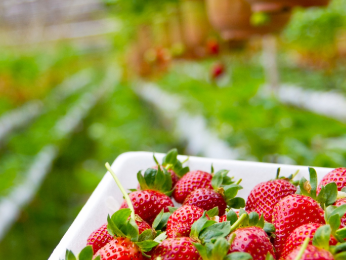 Physiological functions of calcium for strawberry