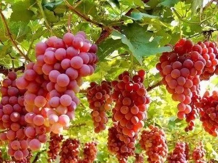 Symptoms of Grapes Deficiency in Various Elements