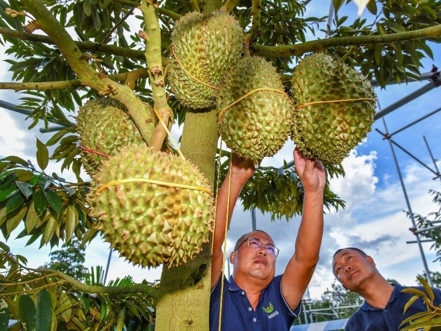 Liquid Amino Acid Fertilizer Application in Durian Growth